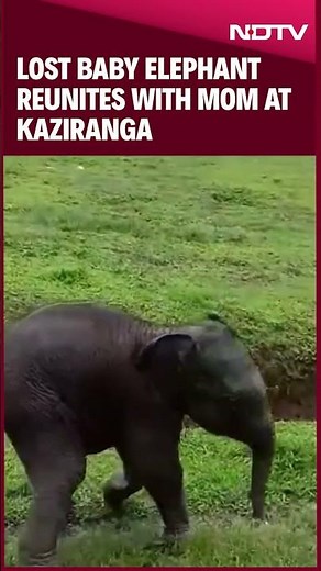 Assam News | Forest Rangers Feared Elephant Won't Accept Separated Calf. They Did This