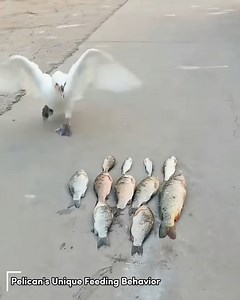 Pelican's Unique Feeding Behavior | Trend Rush