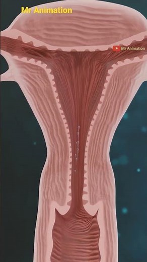 Female Reproductive System (3D Animation) -By Mr Animation #shorts