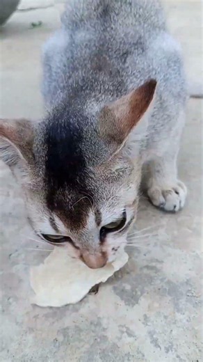 Cute Cat Eating Bread So Adorably 😻🐱 #cat #catvideos #funny #youtubeshorts