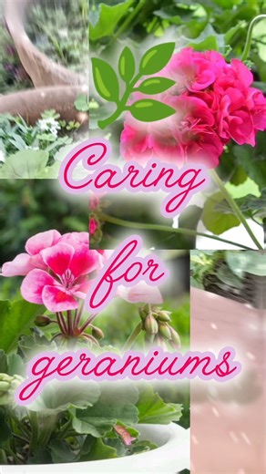 Caring for Geraniums 🌿 | Gentle Feeding & Aftercare#geranium #gardening #containergardening #shorts