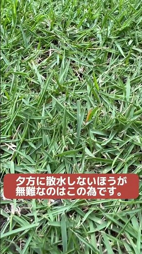 病害解説さび病 今日の芝生観察4月23日 #芝生の手入れ