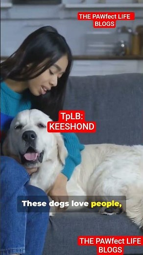 KEESHOUND, a intelligent and highly charismatic dog breed.." #KEESHOUND #asia #unitedstates