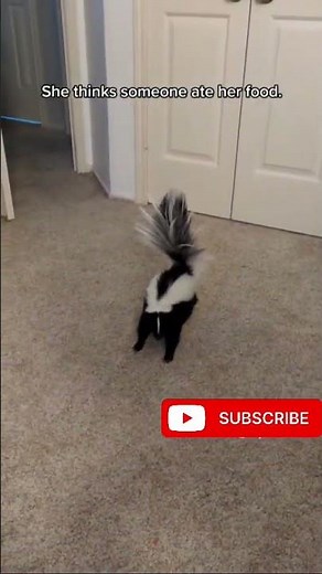 The Most Misunderstood Animal Ever 🦨 | The Truth About Skunks”