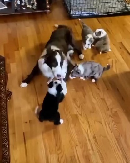 109K views · 2.9K reactions | Border collie babys  #bordercollie...