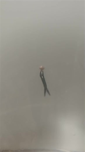 Panfish Plastics- 1" Micro Minnows- 10 Ct. - Etsy