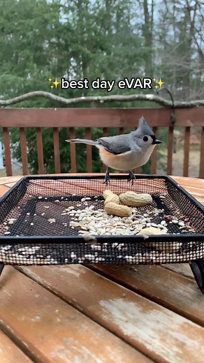 Tuftie’s Best Day eVAR ✨ #birdfeeder #backyardbirding #birding