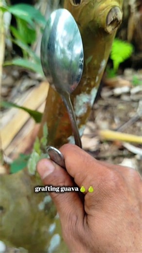92K views · 660 reactions | Guava grafting using a spoon #bonsai #grafting #bonsaitree #bonsaiworld #bonsailovers #fblifestyle | Izank Gober | Facebook