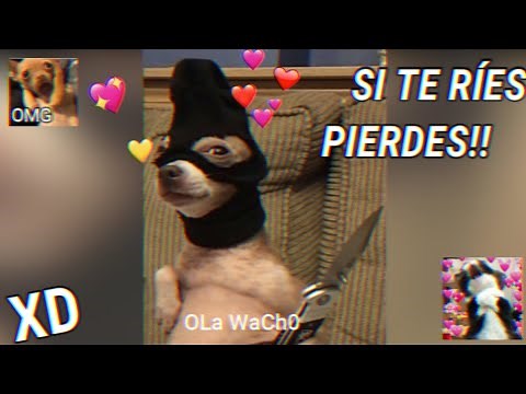 LOS MEJORES VÍDEOS GRACIOSOS!! 🔥 - si te RÍES PIERDES XD!! 😂📸