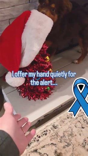 Will he find it? Smart mini aussie hunting LOW blood sugar samples #puppy ##obisugartails