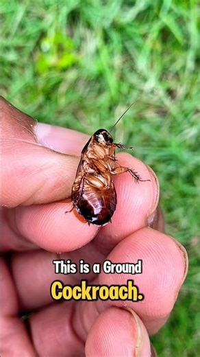 Ground cockroach #shorts #trending #viral