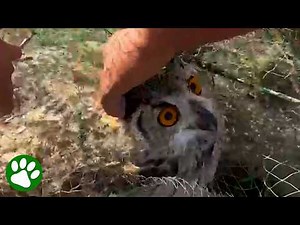 The Owl Was Tangled in a Net - What Happens Next Is Amazing ❤️