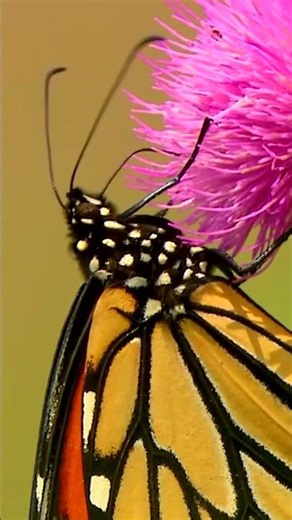 Butterfly Collecting Nectar in Macro