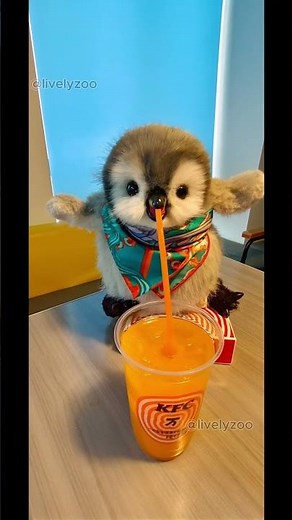 A Cute Little Baby Penguin - The Most Adorable Thing You Will See Today