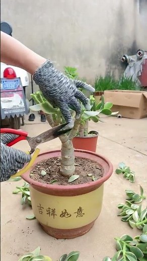 How to Prune Jade Plants for Faster & Thicker Growth