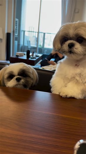 #adoptme #shihtzuforadoption #adoptdontshop #shihtzus #shihtzuforsale