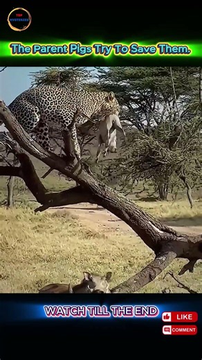 Can Warthog Parents Save Their Baby From a Leopard?