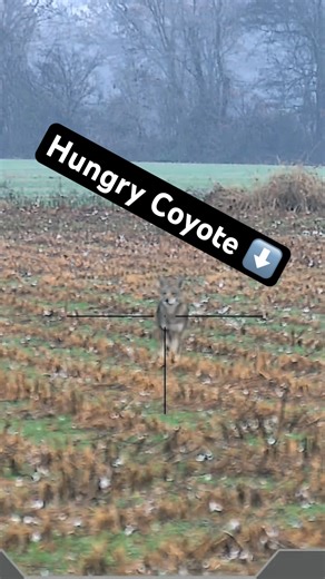 @DNTOptics Zulus V2 on the 223 gets it done again!! #dnt #hunting #dntoptics #zulusv2 #coyotecalling