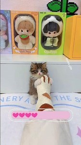 Why is the kitten so cute! Does anyone know? #cat #kitten #cute #cutecat #cats