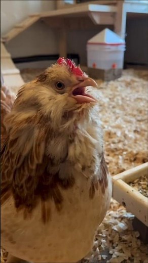 Can a Chicken Solve a Math Problem?