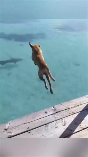 Oops! Dog Fail 😱🐶 | 哎呀！狗狗失败 #dog #fails