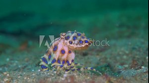Blue-ringed octopus (Hapalochlaena) with eggs walking over sand Stock Video
