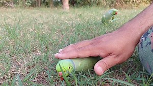 217K views · 7.1K reactions | Funny Parrots Doing Funny Things  | Parrot Paradise | Facebook