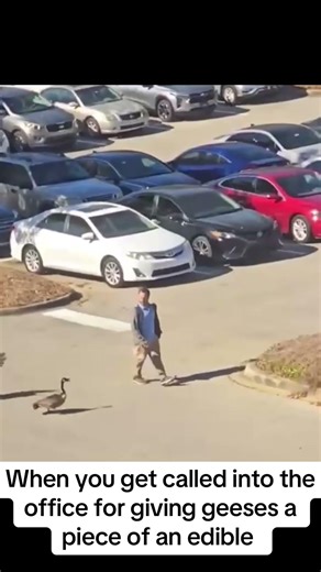 Feeding geese like I own the pond and then get called in the off😳 #kingmario #geese #fyp #wildlife