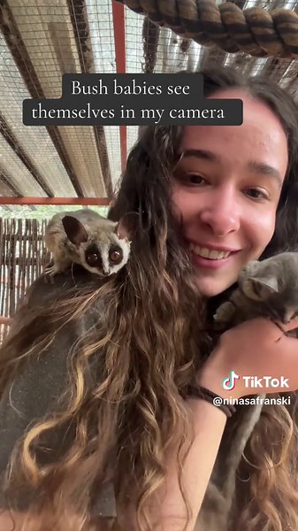 Bush Babies: Why They Don't Make Good Pets