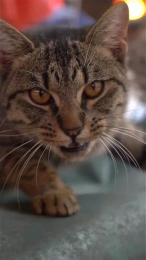 This Is How Cats Use Whiskers Like Radar 🐱 #CatFacts