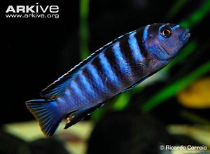 Labidochromis - Alchetron, The Free Social Encyclopedia