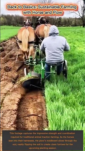 Sustainable Agriculture: Traditional Horse-Drawn Plowing