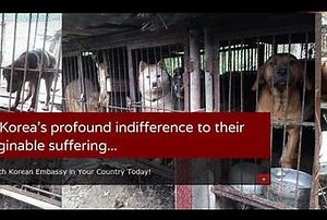 Muslim Animal Abuse: Iran Injects Stray Dogs with Acid; Arabs Push Donkey Over Cliff - Paperblog