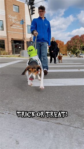 246 reactions · 33 shares | Our Adoption Center dogs had a spooktacular time trick or treating around the neighborhood today! Thank you to First Kids; Crandall & Katt Law Firm, Fraim, Cawley & Company, CPAs, and American Biosystems for participating and giving them a place to get some extra treats!  | Angels of Assisi | Facebook