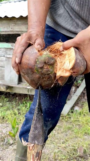 A simple way to peel a coconut