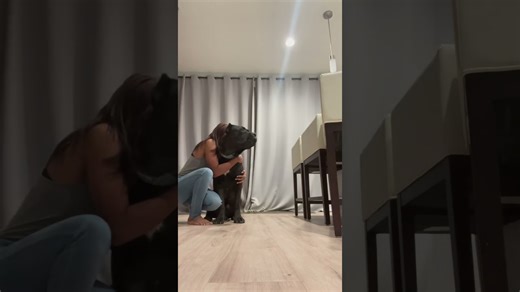 The results of trying the viral hugging dog challenge