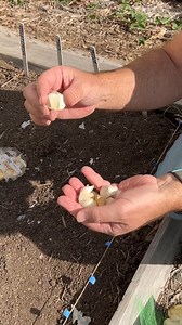 🧄 Fall is the perfect time to plant garlic for a bountiful harvest next year! Our USDA Certified Organic garlic is ready to go in the ground, so follow along for planting tips.🌱 Whether you’re growing hardneck or softneck varieties, planting garlic now ensures it has time to establish roots before winter. Don’t wait—get your organic garlic today and start growing your own! . #garden #plant #garlic #diygardening #homestead #smallspacegrowing #raisedbedgardening #organic | Stark Bro's Nurseries
