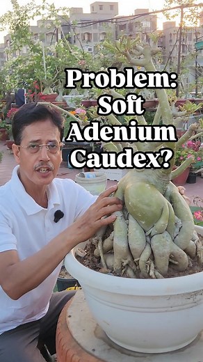 Rooftop Organics on Instagram: "If your Adenium Caudex is getting soft, it can either be Fungus or completely different issue. 🪴🪴 . . It takes 30-40 days in order to completely make the Caudex hard. Be aware 😊♥️ . . Happy Gardening 🙏♥️ . . . . . . . . . . . . . . . . . . . . #adenium #adeniumlover #adeniumobesum #adeniumflower #rosadodeserto #adeniumindonesia #desertrose #adeniumlovers #adeniumbonsai #adeniumbrasil #flores #adeniumarabicum #rosasdodeserto #tanamanhias #flordodeserto #adenium
