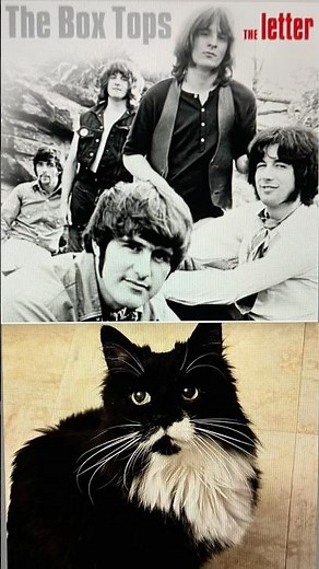 Master Gable Presents The Box Tops's song, "The Letter" (1967) =^.,.^= ❤️ #cat #rock #music #60s