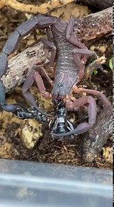 43 reactions | Feeding my Centruroides sp. scorpion! As you can see...