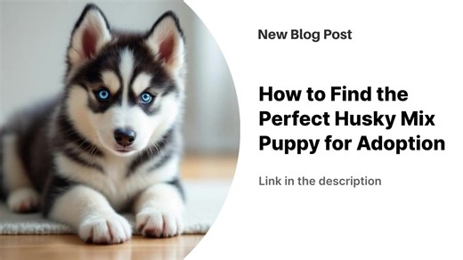 Husky mix puppies combine Siberian Husky traits with other breeds, creating unique companions with varying energy levels that often end up in shelters despite their appeal. Popular mixes like Pomskies, Goberians, and Shepskies each have distinct characteristics and exercise needs ranging from 90 minutes to 2 hours daily. Local shelters, breed-specific rescues, and online platforms like Petfinder offer the best adoption opportunities. Before adopting, evaluate medical records, temperament, and tr