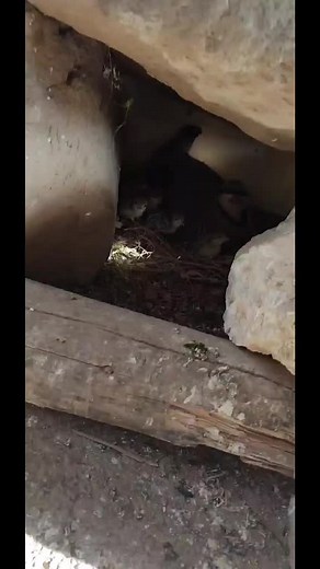 Pheasants Nesting: Stunning Bird Behavior in Nature