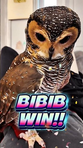 Bibib Vs. Bad Papa 💪🦉😡 POWER Showdown