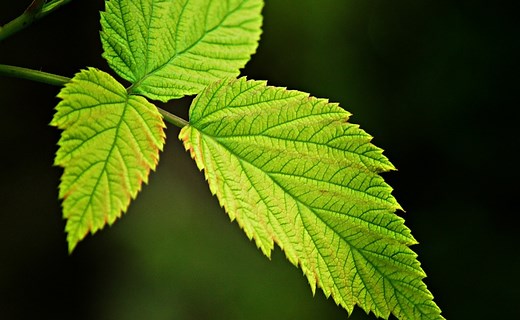 Qué es la fotosíntesis y cómo es su proceso