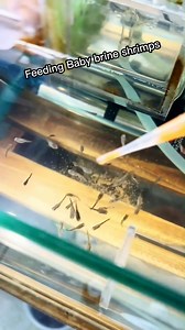 58K views · 364 reactions | Live baby brine shrimp (BBS) is one of the best foods for fish fry to increase their growth and survivability #brineshrimp #aquariumhobby #guppybreeding | Hendrix backyard TV | Facebook