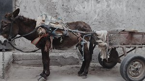 Old donkey with carriage in the medina (old town) of Marrakesh, Morocco. Working animals. Street scene in Morocco.