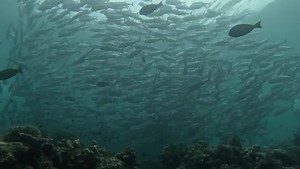 1.1K views · 116 reactions | Taman Pulau Sipadan, Semporna (24/7/2023) Video: RIZAN JONGGI (Dive Marshal) | Sabah Parks | Facebook