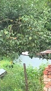 Белый Кот Охота