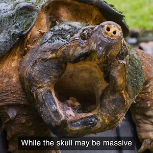 No nets, no traps, no problem! Check out the crazy manuver it took to catch this giant snapping turtle and why this creature supports the famous saying: "everything is bigger in Texas"! | Coyote Peterson