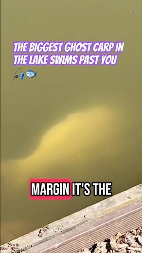 Unbelievable Encounter with the Giant Ghost Carp!